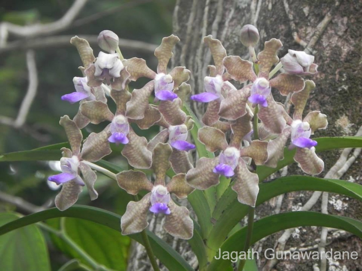 Vanda tessellata (Roxb.) Hook. ex G.Don